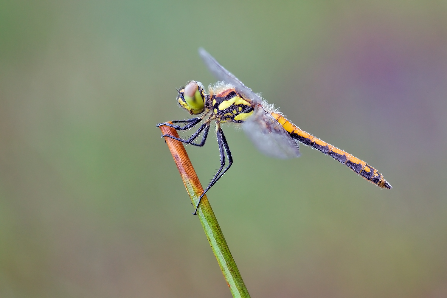 Sympetrum danae