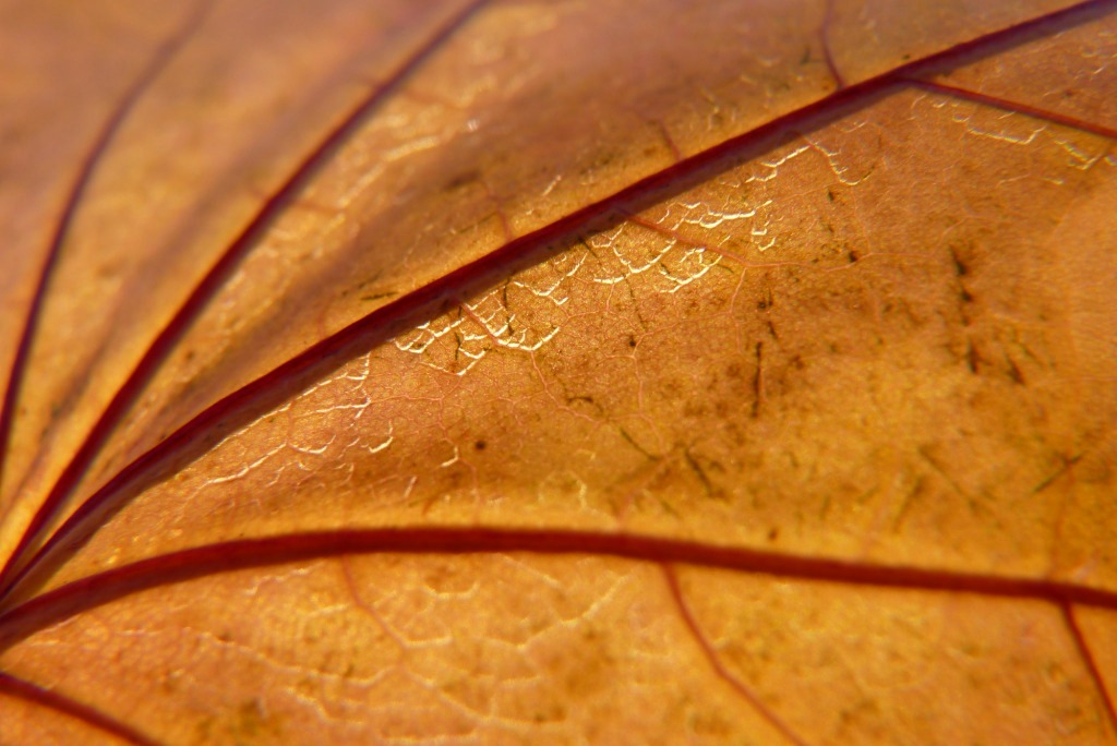 Herbstblatt
