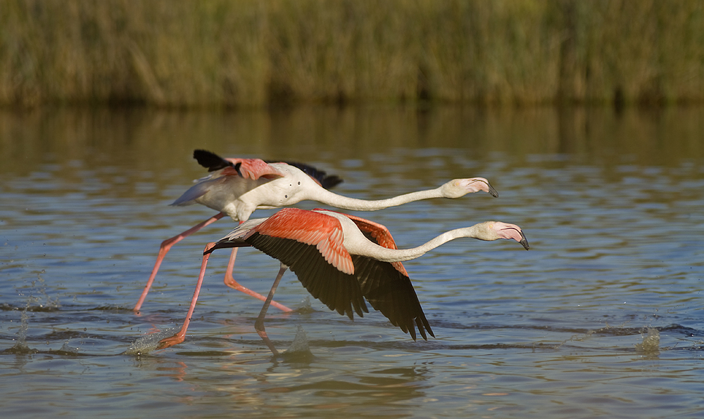 startende Flamingos