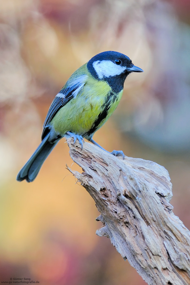 Meisen im Garten&hellip; (Forum für Naturfotografen)