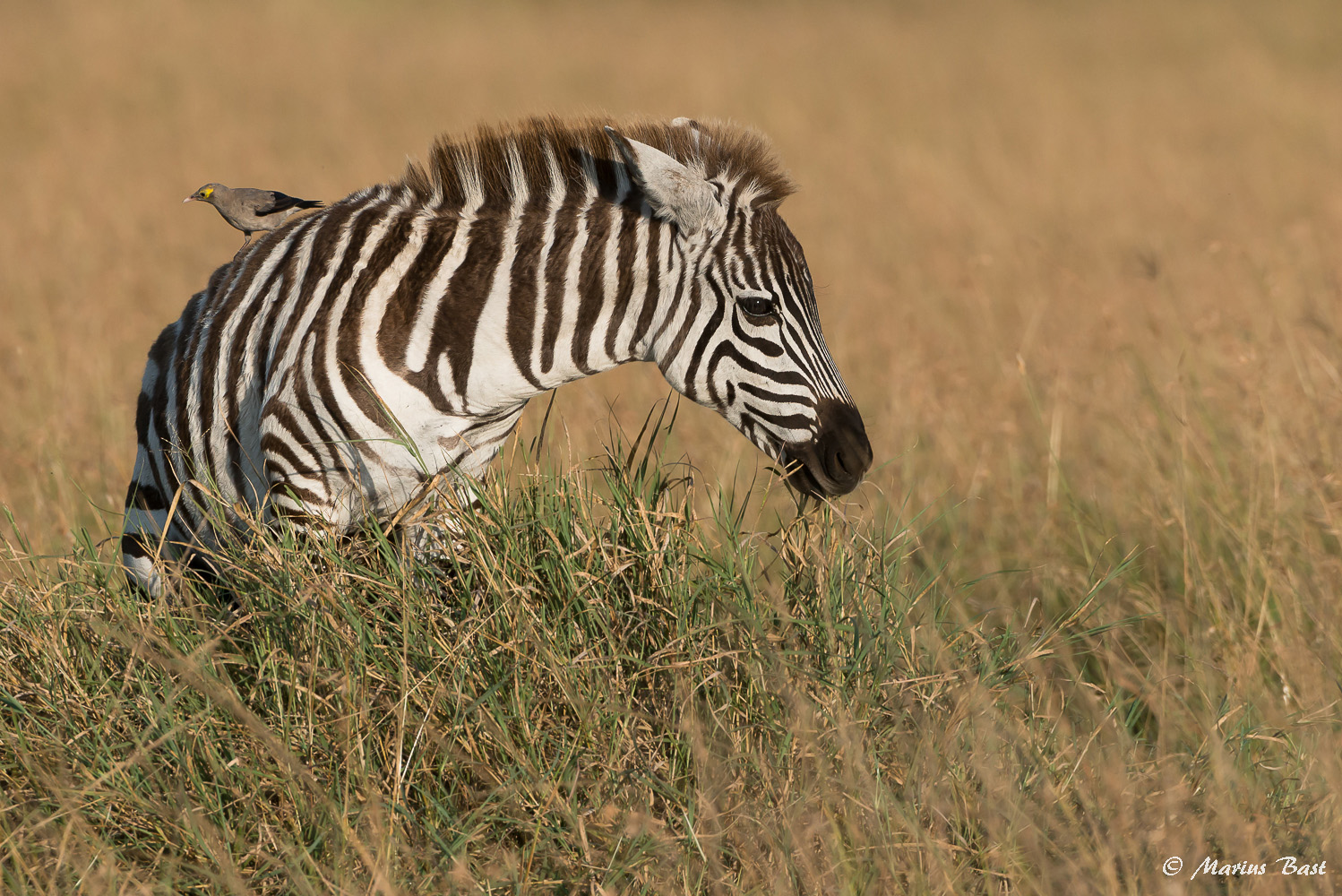 Zebra