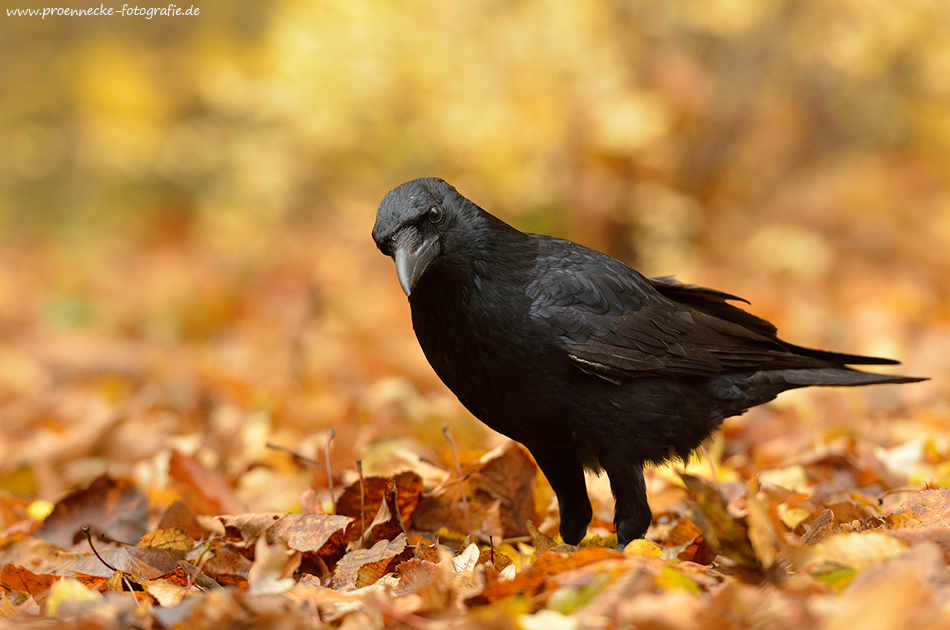 Krähe im Herbstlaub