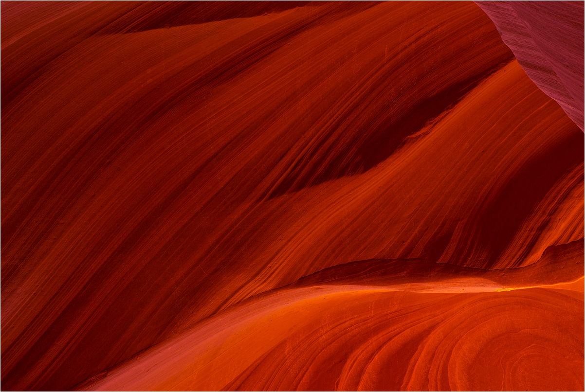 antelope