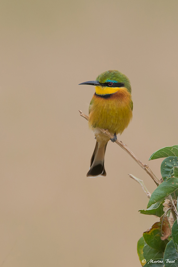 Little Bee-Eater (Merops pusillus)