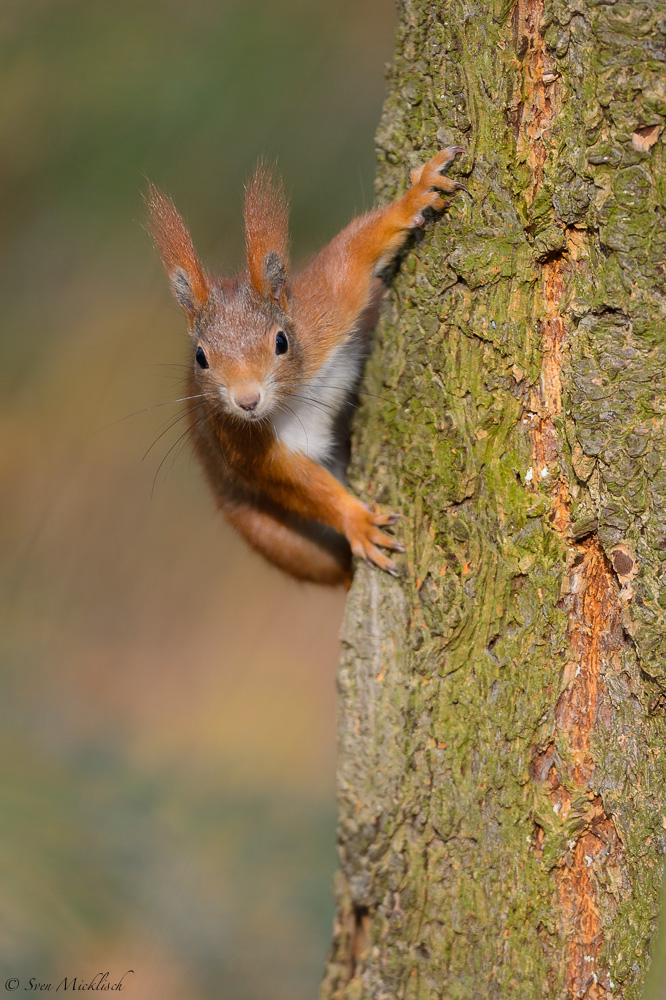 Was guckst du ?