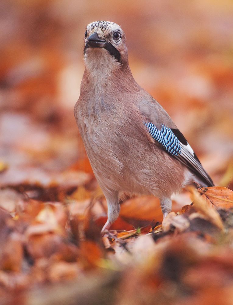 Wie der Platzhirsch....