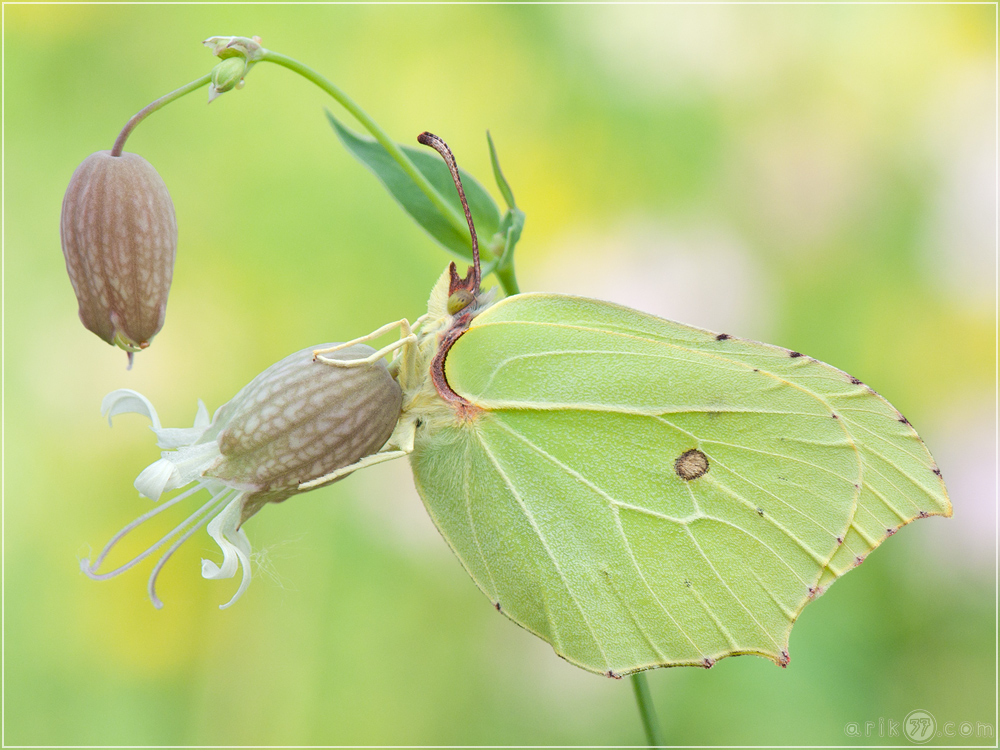 Zitronenfalter - Gonepteryx rhamni