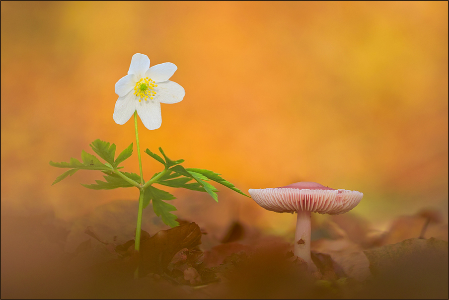 Wenn Frühling und Herbst sich begegnen