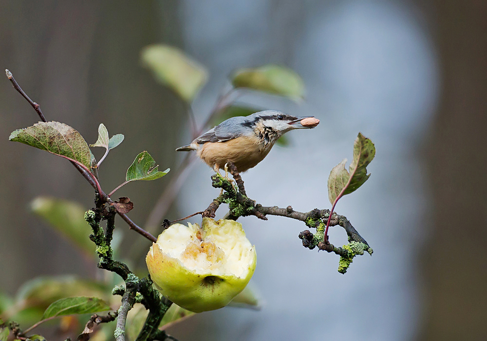 Es war Charly Amsel "seine Frau"...