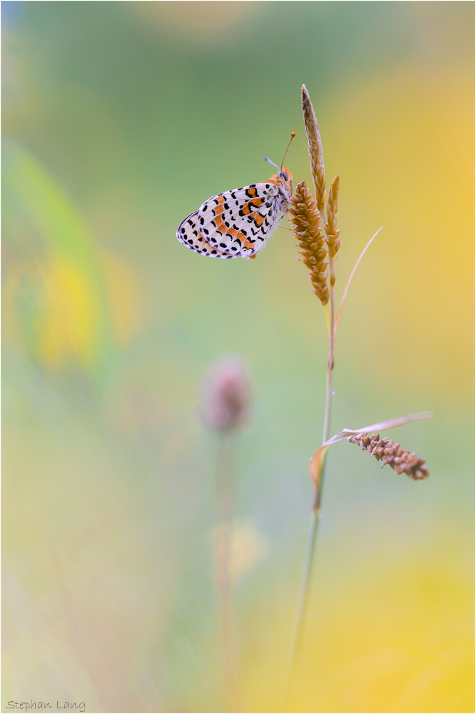 Roter Scheckenfalter