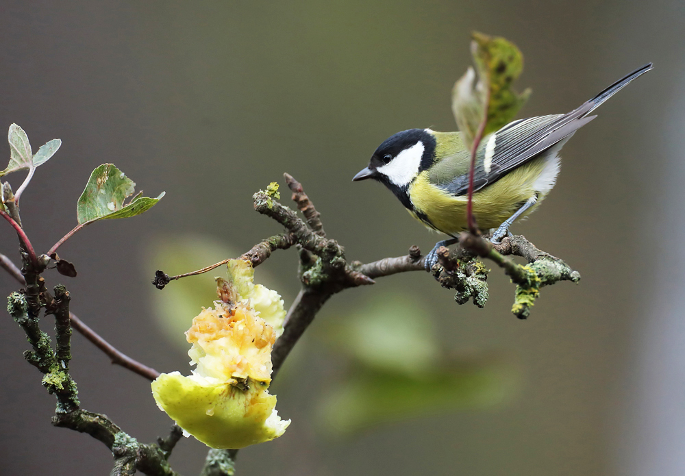 Allerweltsvogel im Anmarsch...