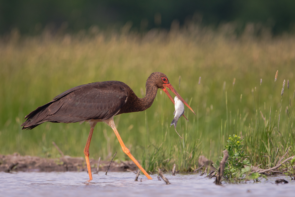 Black Stork