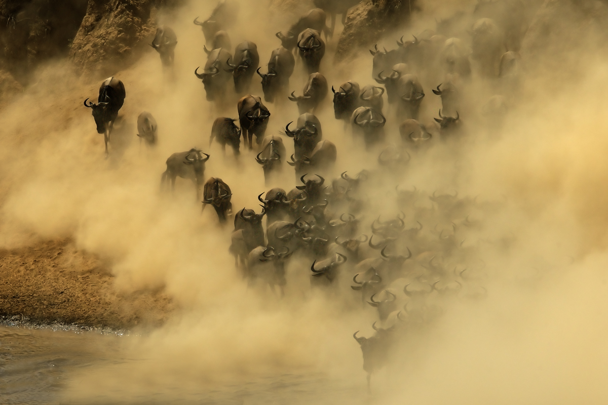 Gnus am Fluss im Staub