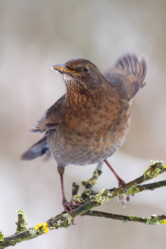 Amsel