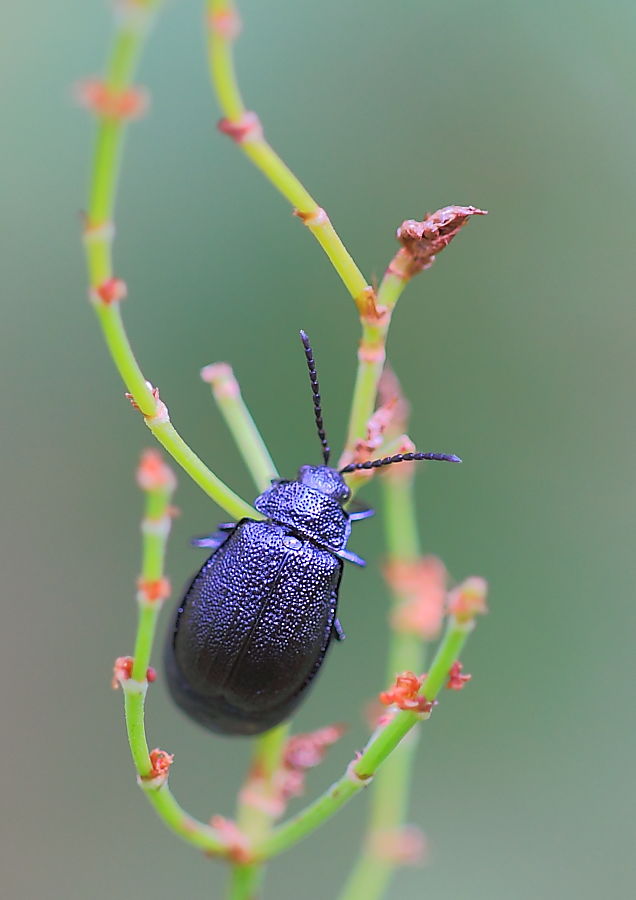 Blattkäfer