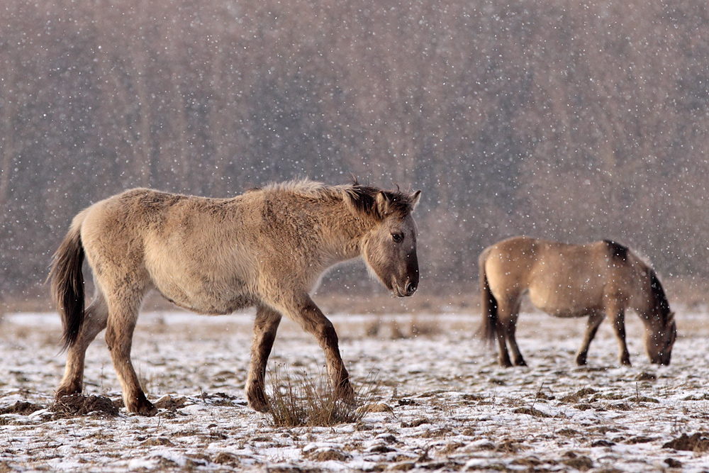 Koniks im Schneefall