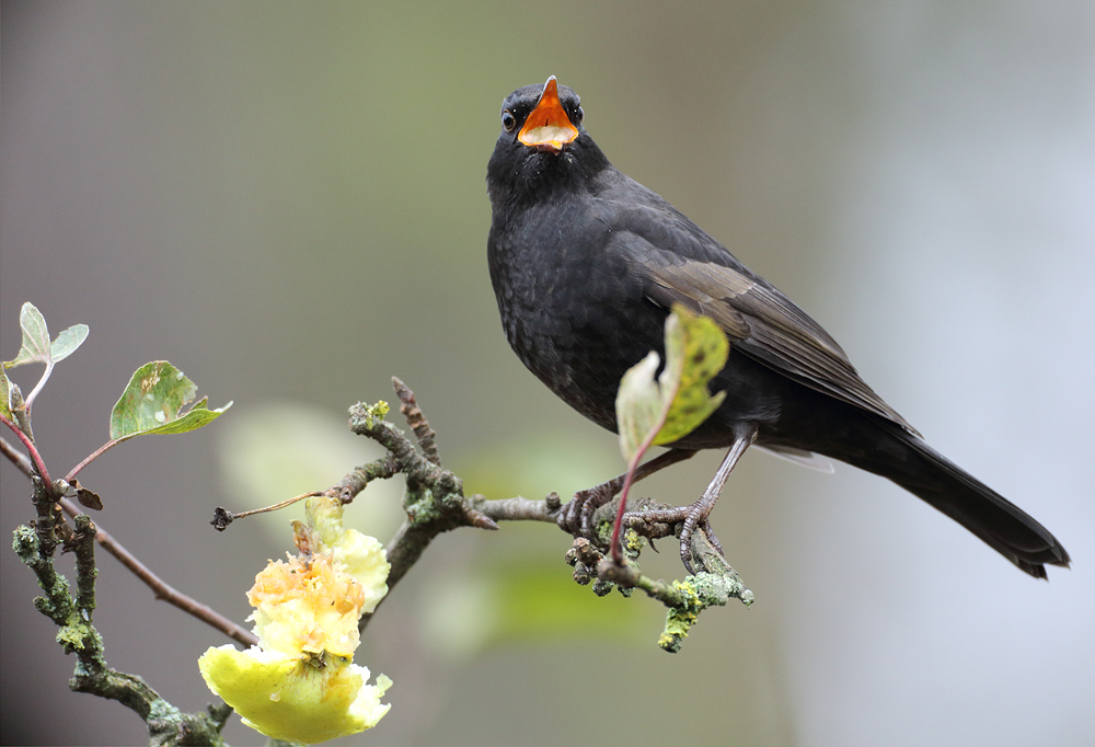 Charly Amsel allerdings...