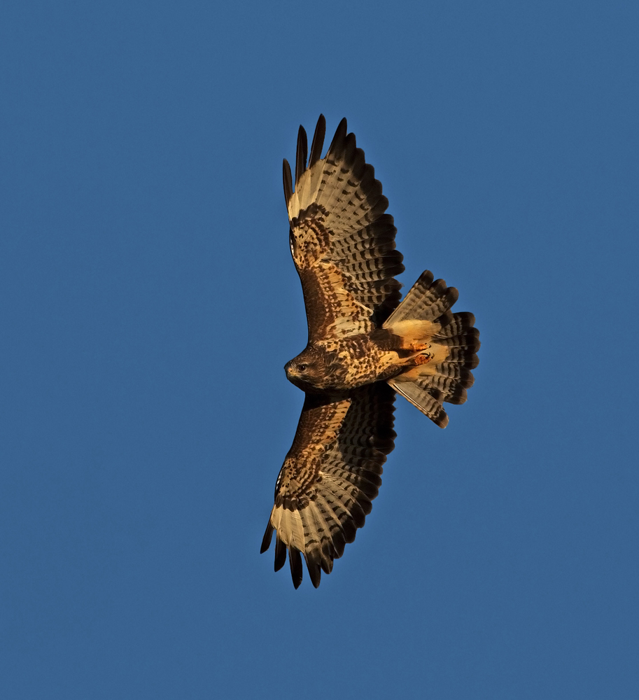 Bussard im Abendlicht