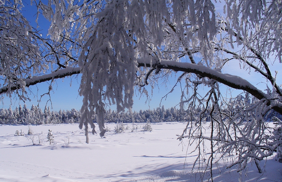 Winter im Hochmoor