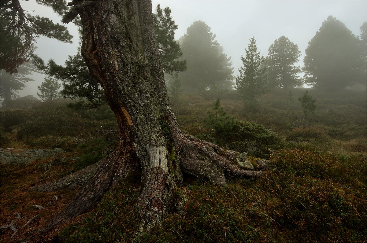 Alte, urige Zirbe im Nebel