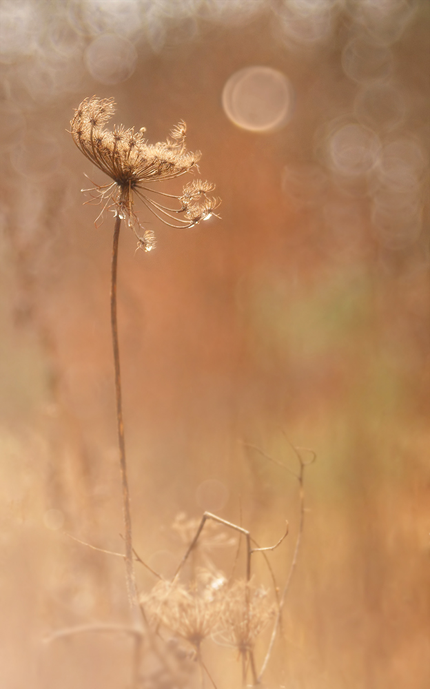 November auf der Wiese