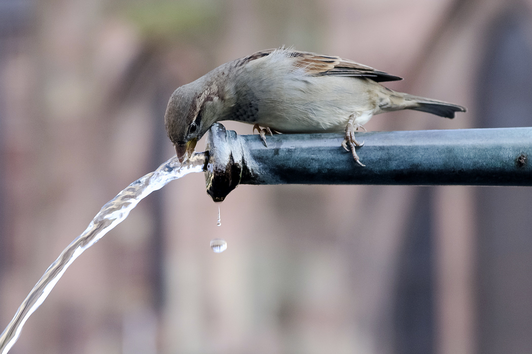 Durst! … die Zweite.