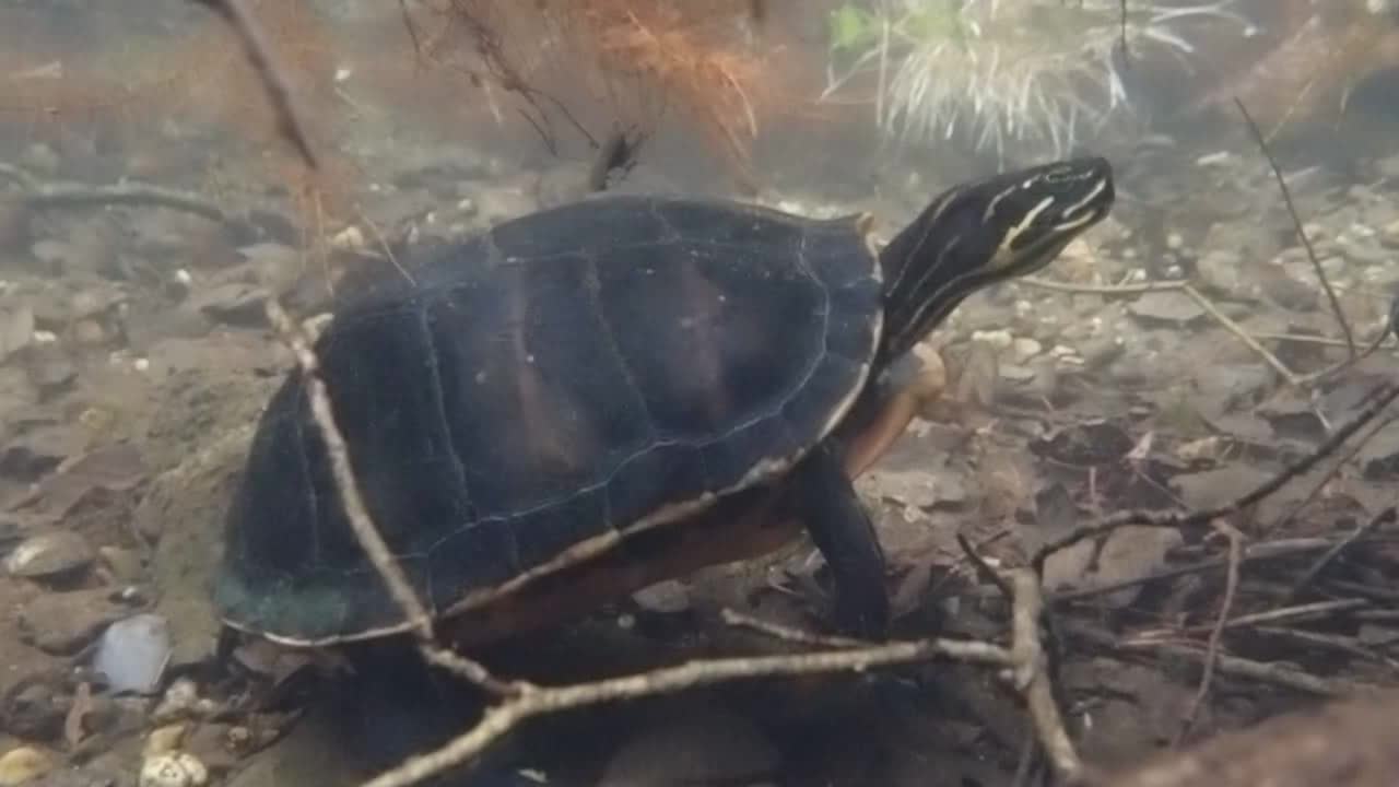 Schmuckschildkröte