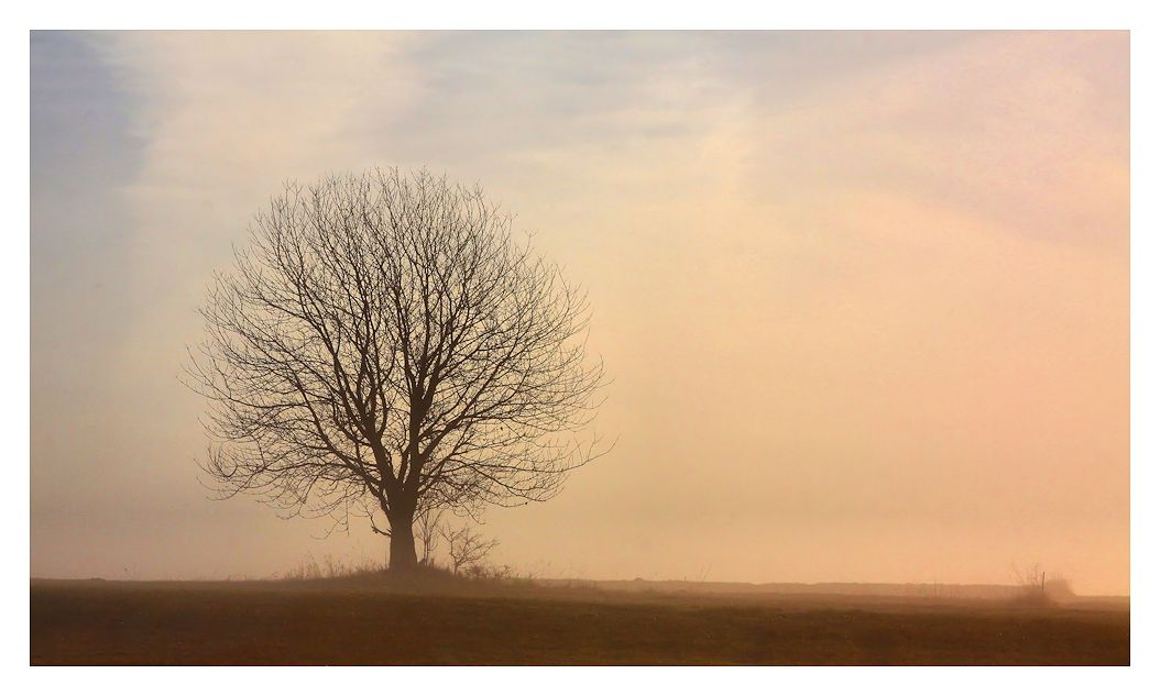 der baum im morgennebel...