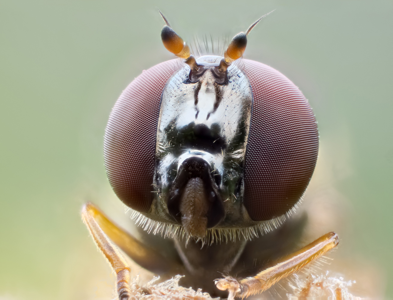 glänzende Schwarzstirnschwebfliege