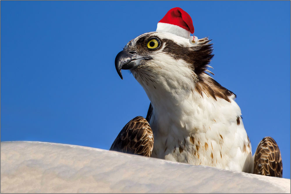 - Santa Osprey -