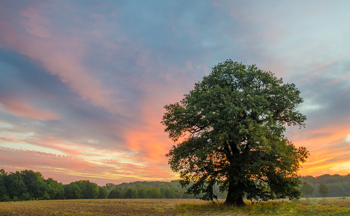 Mein Baum im Morgenrot