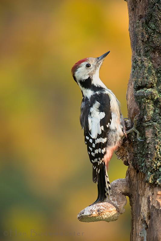 middle spotted woodpecker