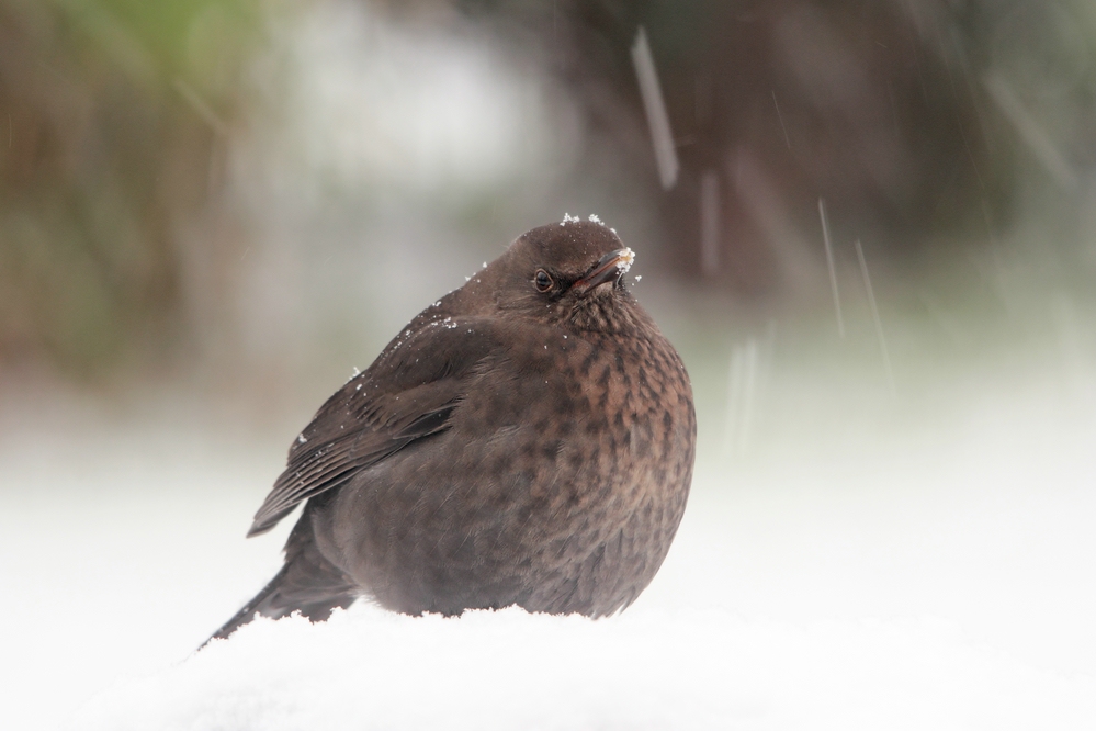 Der Winter ist gekommen