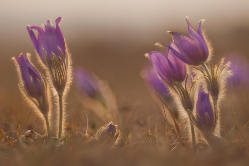 Wann wird wieder Frühling