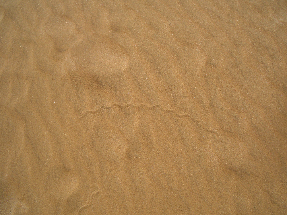 Spuren im Sand