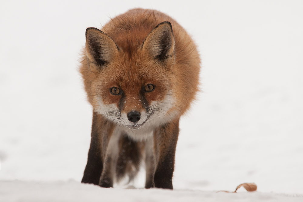 Rotfuchs im Schnee