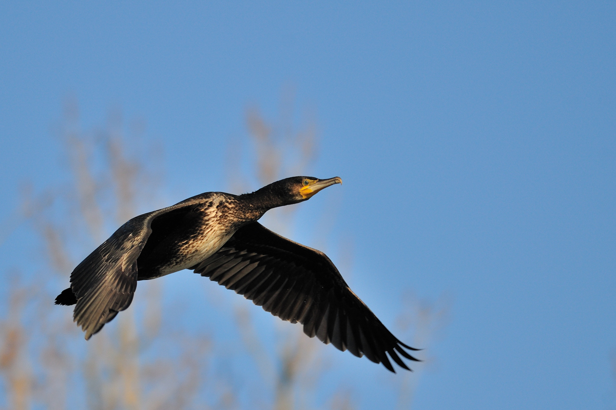 Kormoran am Altrhein