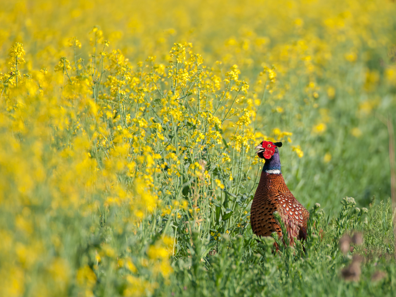 Fasan (Phasianus colchicus)
