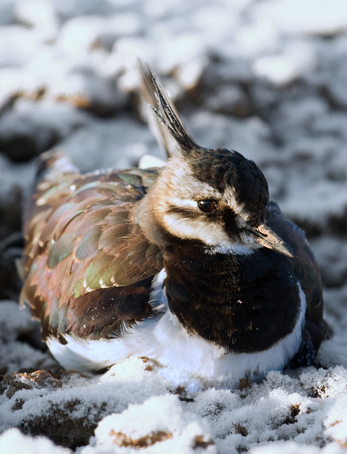 Unerwarteter Wintereinbruch