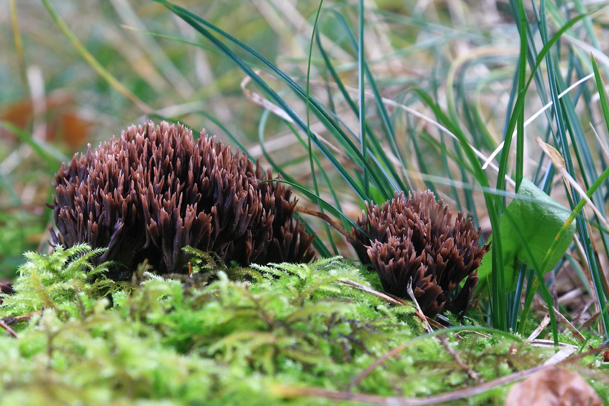 Stinkender Warzenpilz (Telephora palmata)