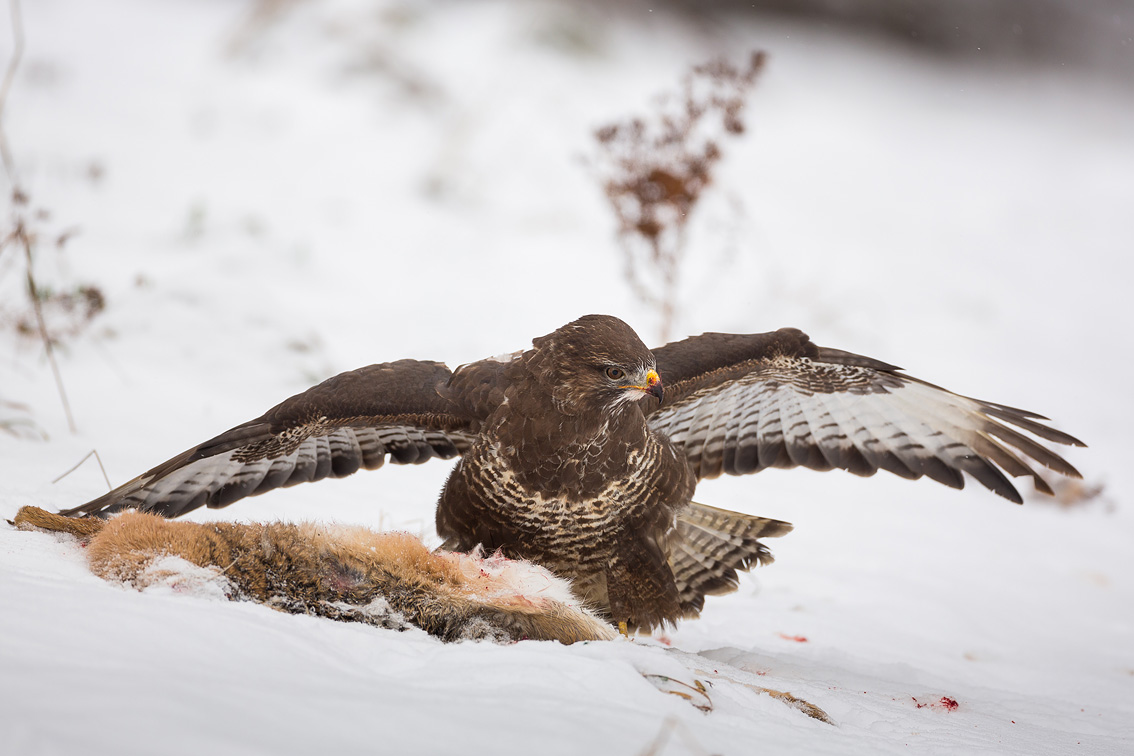 Mäusebussard am toten Hasen