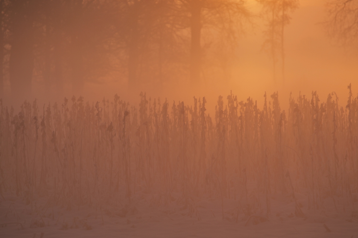 Sonnenblumen zum Sonnenaufgang
