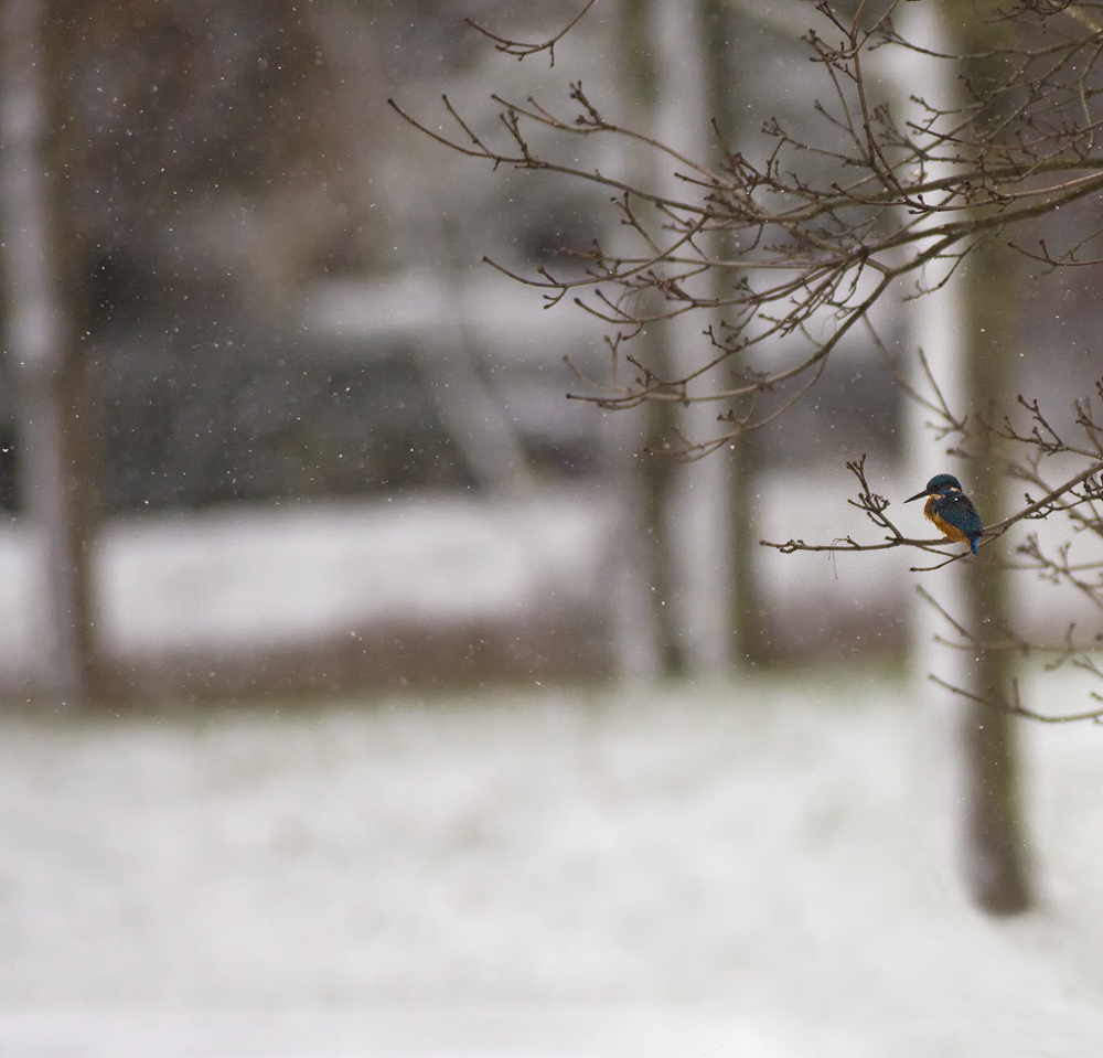 Eisvogel