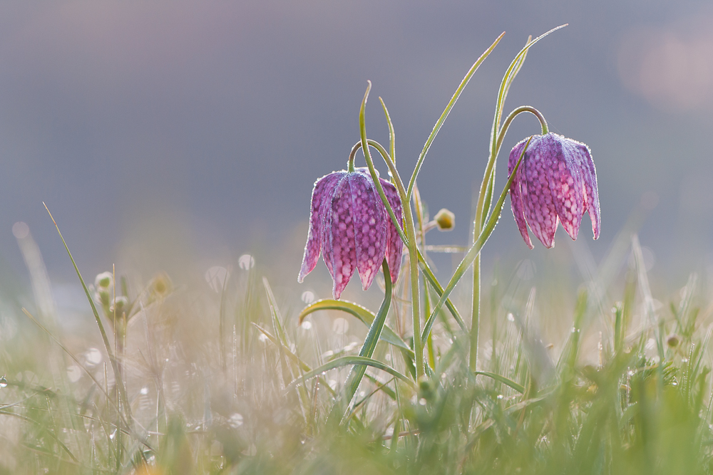 Schachblumenduo