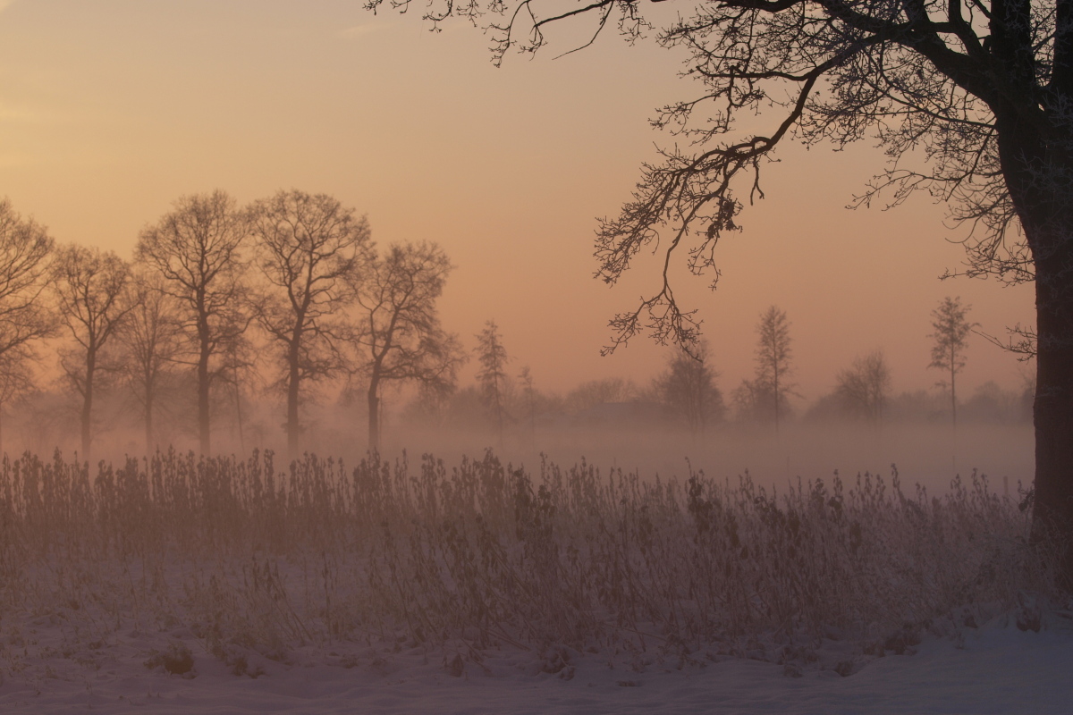 Sonnenblumen zum Sonnenaufgang II