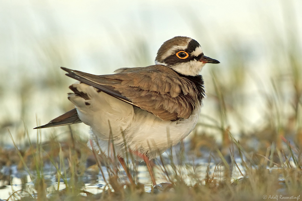 Flussregenpfeifer (Charadrius dubius)