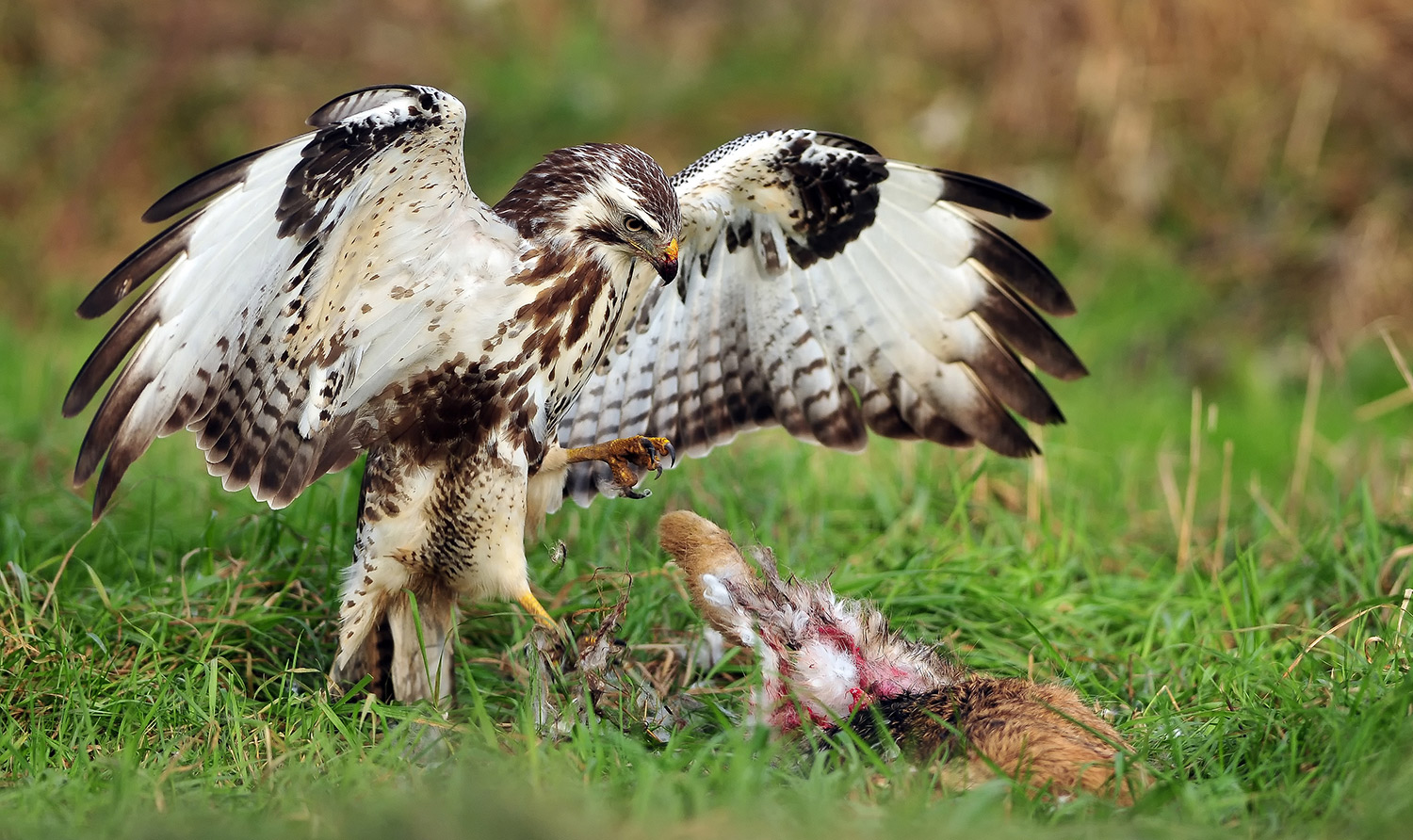 Bussard aus dem PKW erwischt !!