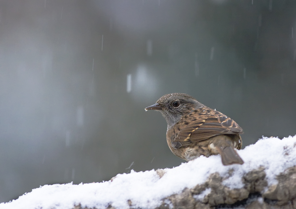 Heckenbraunelle im Schneetreiben