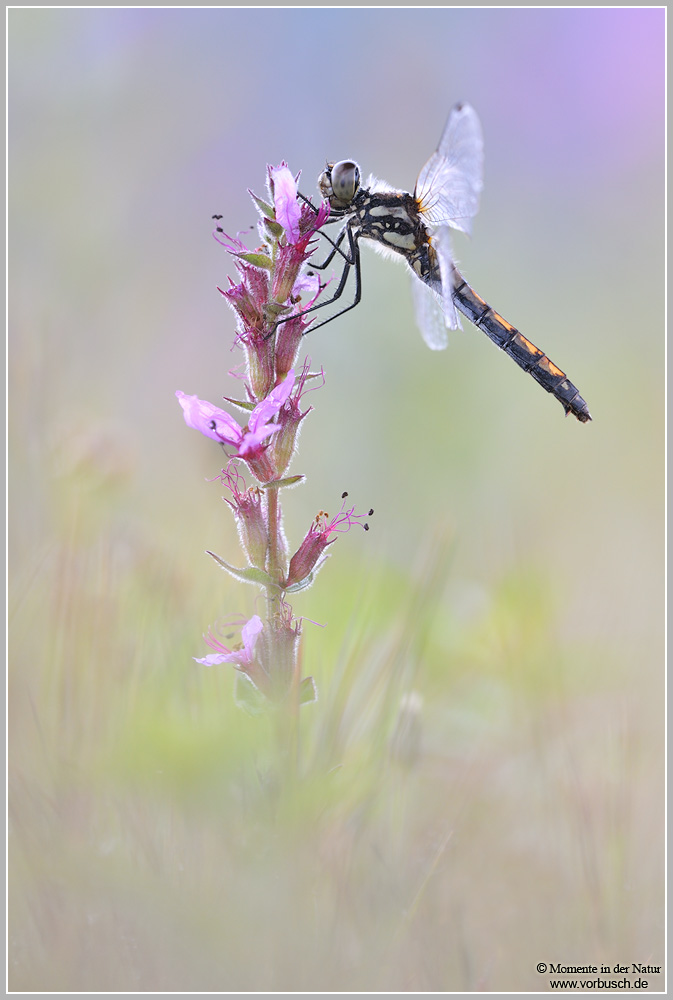 Schwarze Heidelibelle (Sympetrum danae)