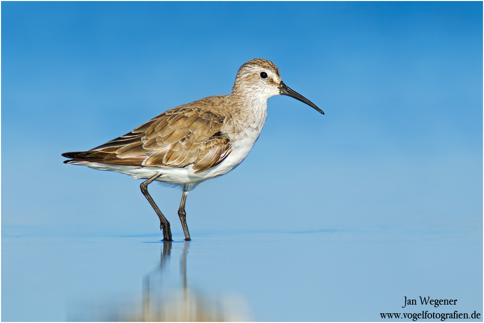 Sichelstrandläufer (Calidris ferruginea) Curlew Sandpiper